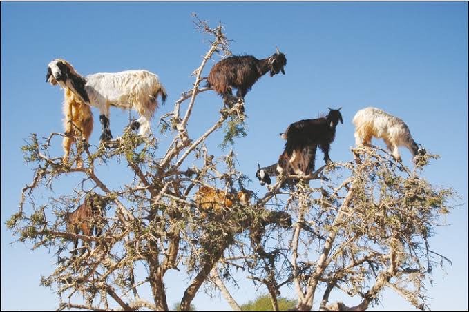 The Race Products goats